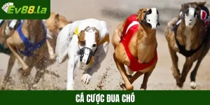 Cá cược đua chó