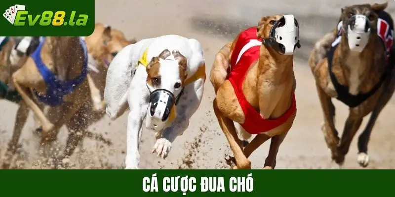 Cá cược đua chó