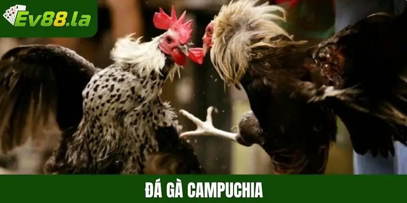 đá gà Campuchia