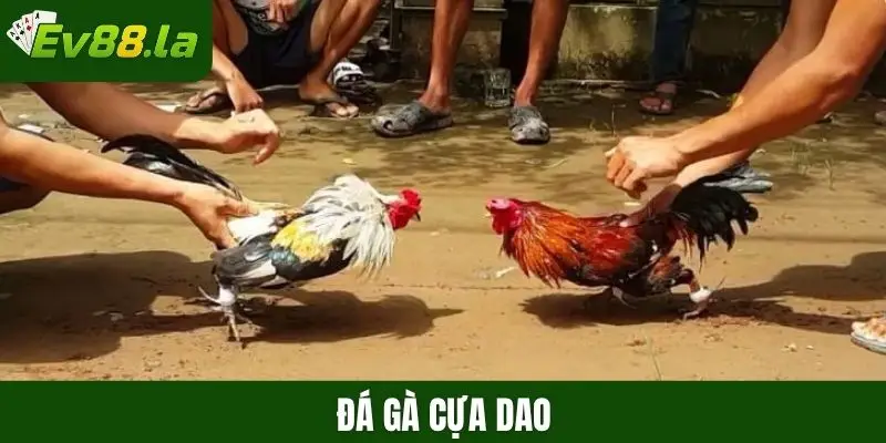Đá gà cựa dao